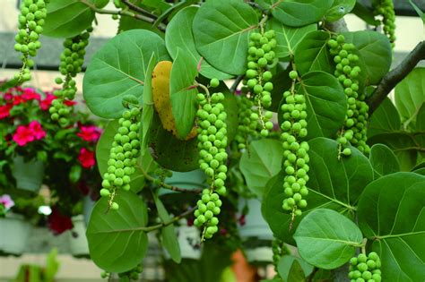 海葡萄樹果實可以吃嗎|海葡萄樹果實：味蕾的海洋奇蹟 – 植物盆栽綠寶典